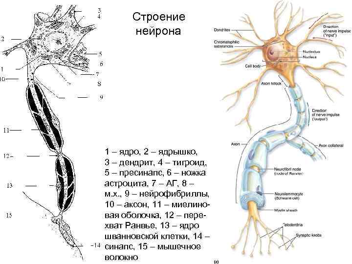 Особенности строения нервных клеток