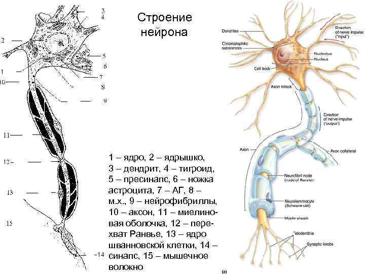 Строение нейрона рисунок с подписями