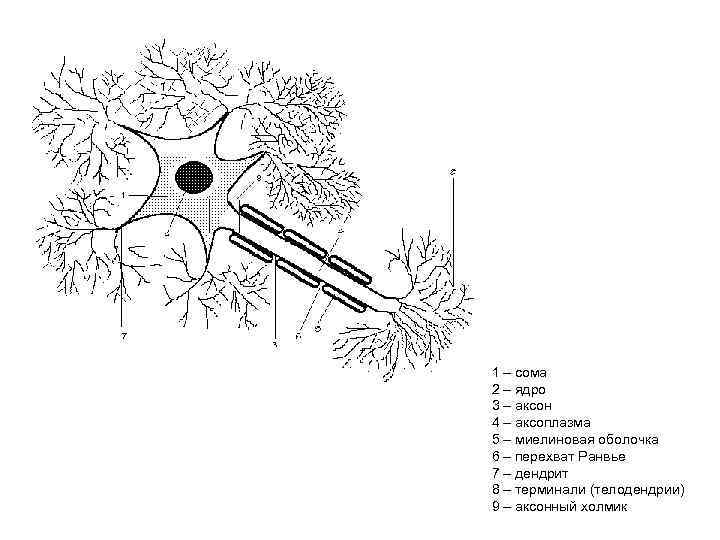 На рисунке цифрой 1 обозначен аксон