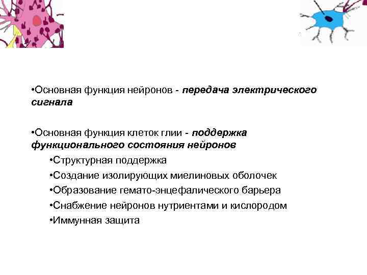 Функции нейронов. Основные функции нейрона. Основная функция нервной клетки. Функции нервной клетки. Основная функция нейрона.