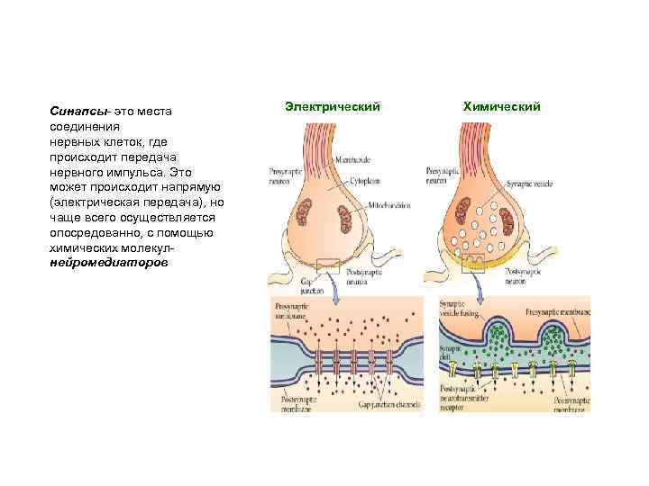 Схема передачи импульса через синапс