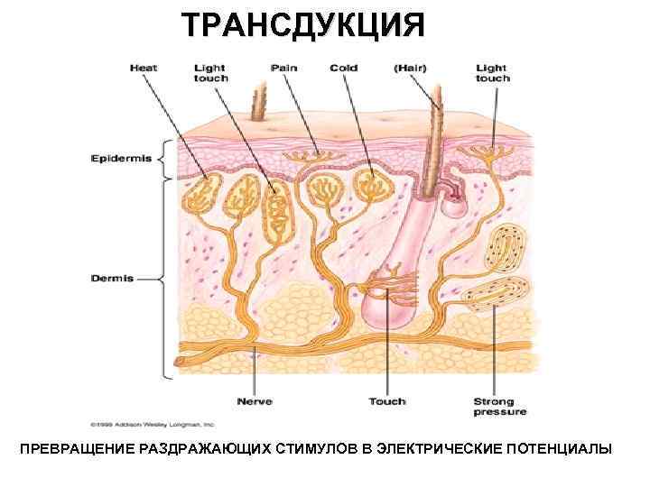 ТРАНСДУКЦИЯ ПРЕВРАЩЕНИЕ РАЗДРАЖАЮЩИХ СТИМУЛОВ В ЭЛЕКТРИЧЕСКИЕ ПОТЕНЦИАЛЫ 