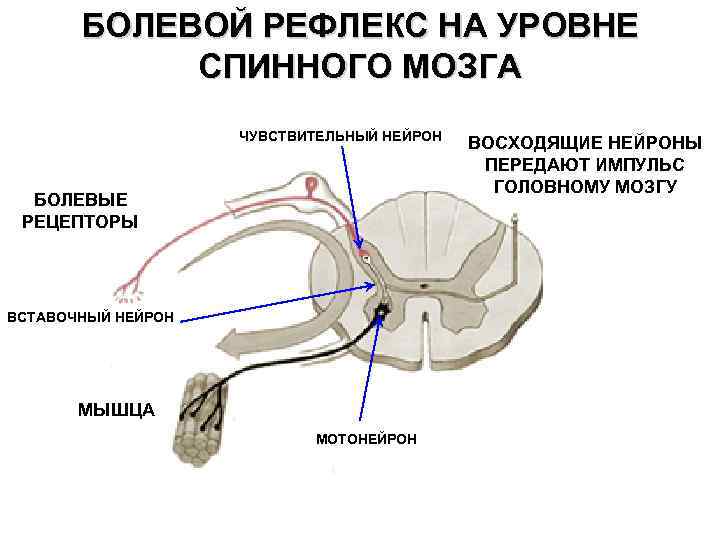 Мозжечок центры рефлексов. Рефлекторная дуга рефлекса спинного мозга. Рефлекс мозжечка рефлекторная дуга. Части рефлекторной дуги спинного мозга. Рефлекторная дуга болевой чувствительности.