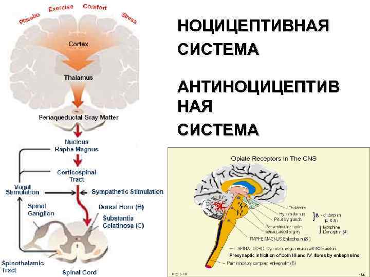 НОЦИЦЕПТИВНАЯ СИСТЕМА АНТИНОЦИЦЕПТИВ НАЯ СИСТЕМА 