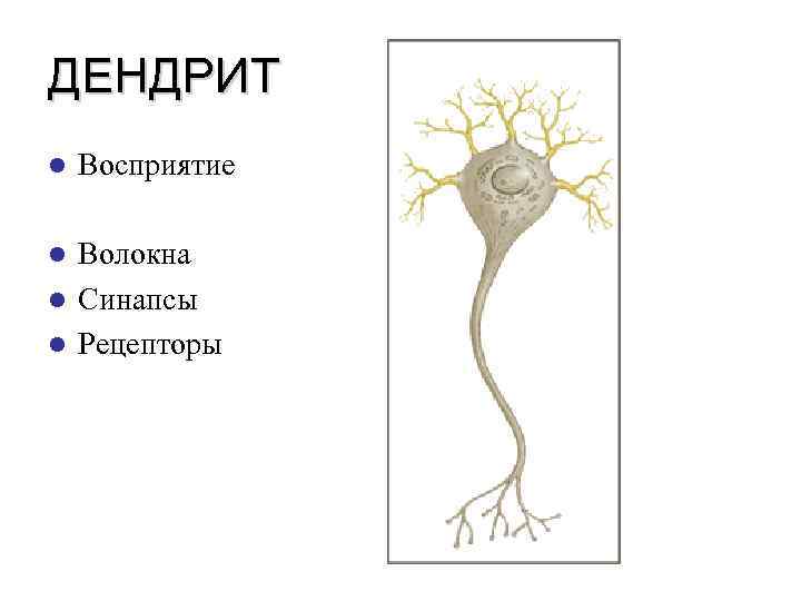 ДЕНДРИТ l Восприятие Волокна l Синапсы l Рецепторы l 