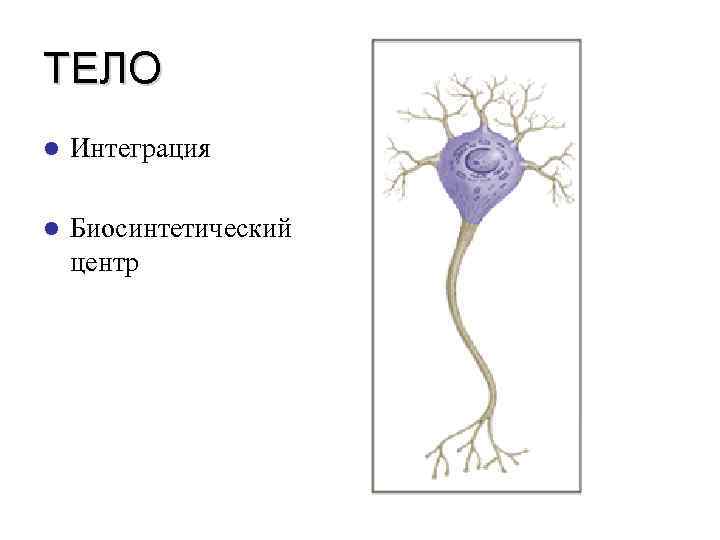 ТЕЛО l Интеграция l Биосинтетический центр 