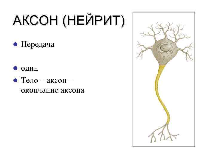 АКСОН (НЕЙРИТ) l Передача один l Тело – аксон – окончание аксона l 