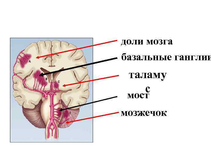 Базальные ганглии мозга. Мозжечок и базальные ганглии. Где находится мозжечок в голове. Доли мозжечка анатомия.