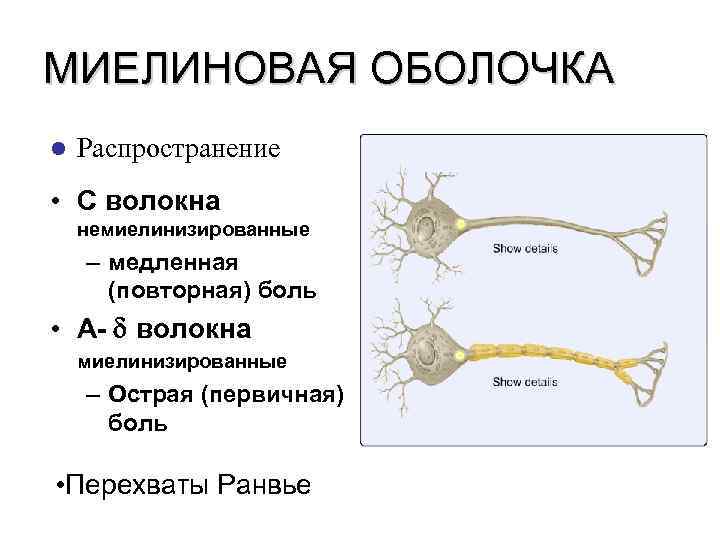 МИЕЛИНОВАЯ ОБОЛОЧКА l Распространение • C волокна немиелинизированные – медленная (повторная) боль • A-