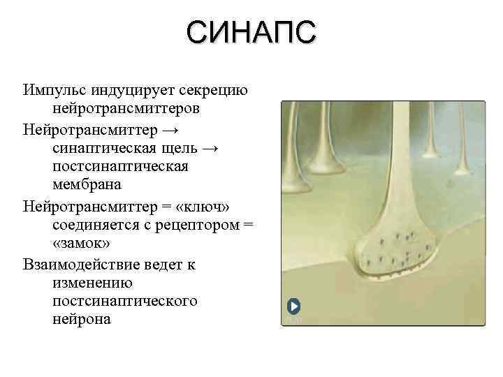 СИНАПС Импульс индуцирует секрецию нейротрансмиттеров Нейротрансмиттер → синаптическая щель → постсинаптическая мембрана Нейротрансмиттер =