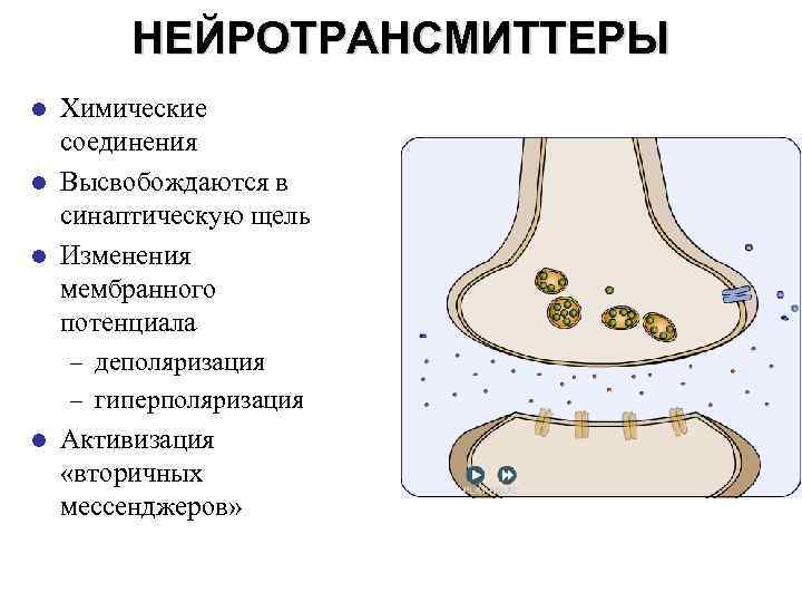 НЕЙРОТРАНСМИТТЕРЫ Химические соединения l Высвобождаются в синаптическую щель l Изменения мембранного потенциала – деполяризация
