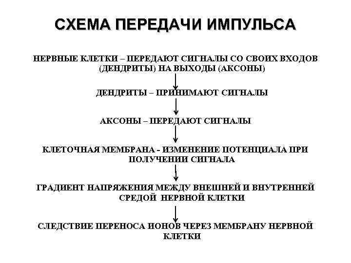 СХЕМА ПЕРЕДАЧИ ИМПУЛЬСА НЕРВНЫЕ КЛЕТКИ – ПЕРЕДАЮТ СИГНАЛЫ СО СВОИХ ВХОДОВ (ДЕНДРИТЫ) НА ВЫХОДЫ