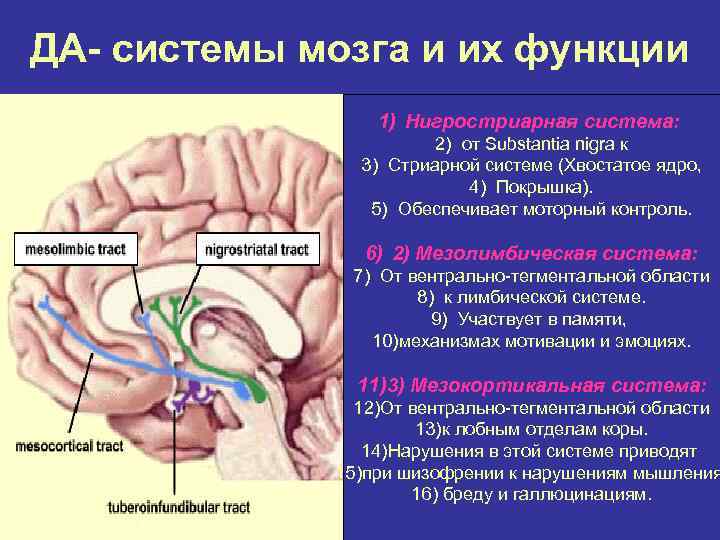 ДА- системы мозга и их функции 1) Нигростриарная система: 2) от Substantia nigra к