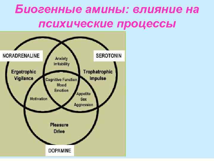 Биогенные амины: влияние на психические процессы • 