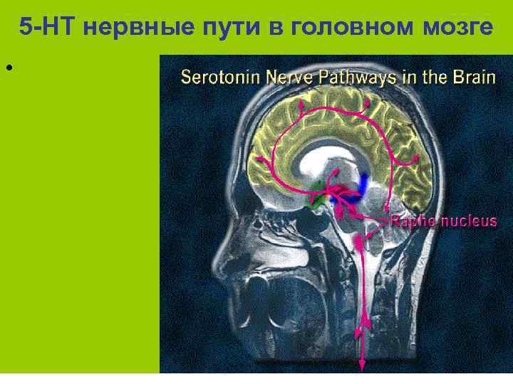 5 -НТ нервные пути в головном мозге • 