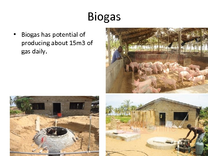 Biogas • Biogas has potential of producing about 15 m 3 of gas daily.