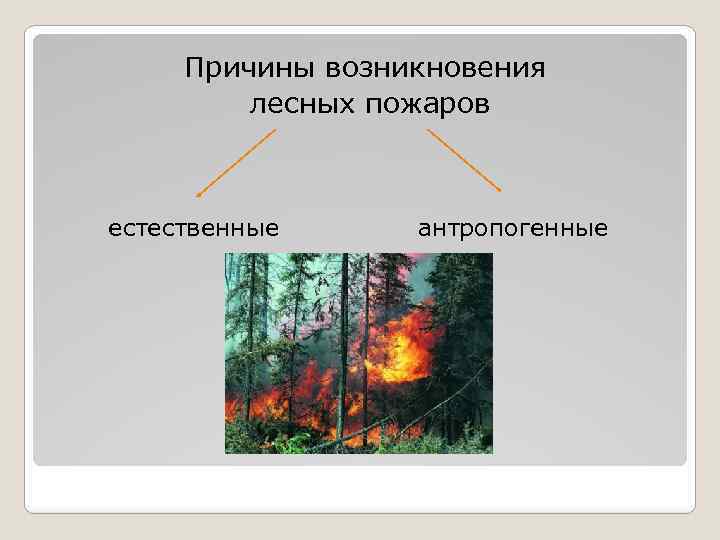 Каковы основные возникновения лесных пожаров