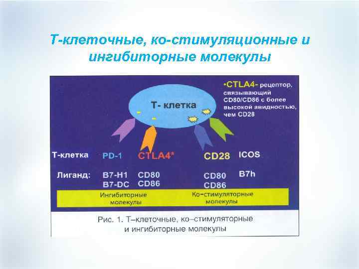 Т-клеточные, ко-стимуляционные и ингибиторные молекулы 