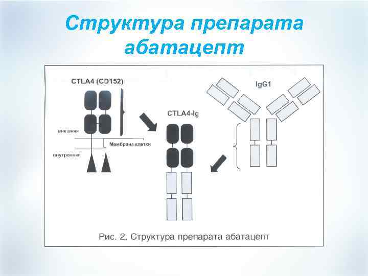 Структура препарата абатацепт 