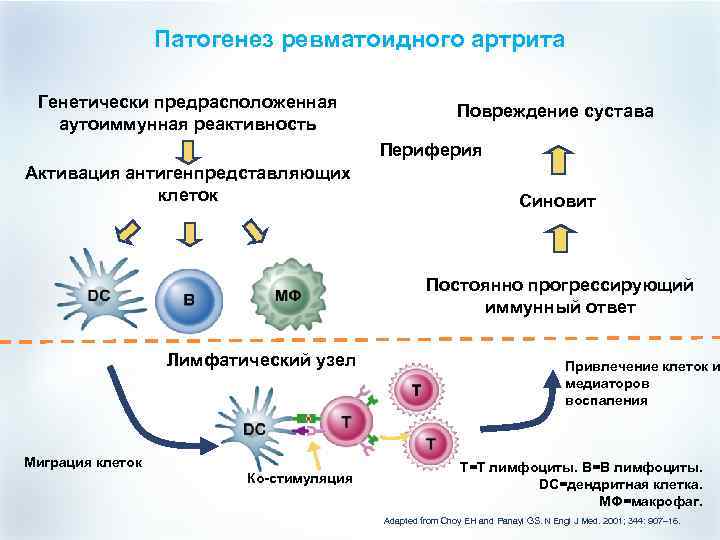 Патогенез ревматоидного артрита Генетически предрасположенная аутоиммунная реактивность Повреждение сустава Периферия Активация антигенпредставляющих клеток Синовит