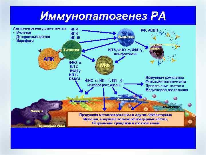 Иммунопатогенез РА Антиген-презентующие клетки: - В-клетки - Дендритные клетки - Марофаги ИЛ 4 ИЛ