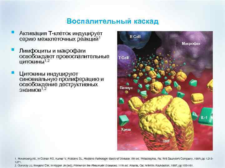 Воспалительный каскад § § § Активация Т-клеток индуцирует серию межклеточных реакций 1 Лимфоциты и