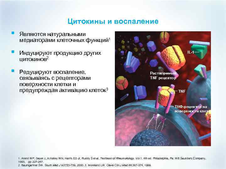 Цитокины и воспаление § Являются натуральными медиаторами клеточных функций 1 § Индуцируют продукцию других