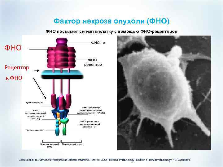 Фактор некроза опухоли (ФНО) ФНО посылает сигнал в клетку с помощью ФНО-рецепторов ФНО Рецептор