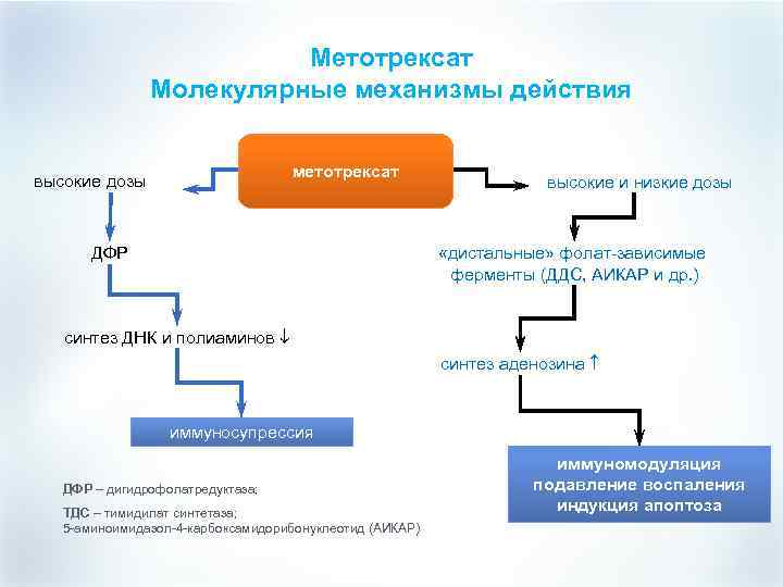 Метотрексат Молекулярные механизмы действия метотрексат высокие дозы ДФР высокие и низкие дозы «дистальные» фолат-зависимые