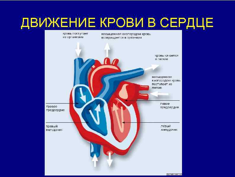 Какой цифрой на рисунке обозначена камера сердца в которую кровь поступает из большого круга