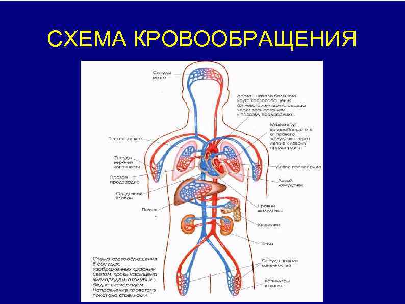 Колоть свинью в сердце схема правильно как