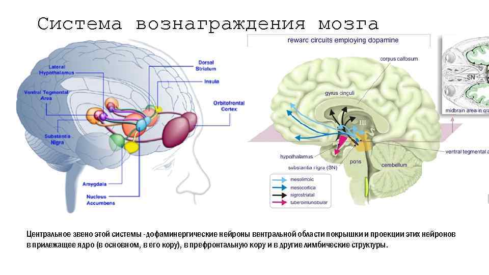 Система вознаграждения мозга Центральное звено этой системы -дофаминергические нейроны вентральной области покрышки и проекции