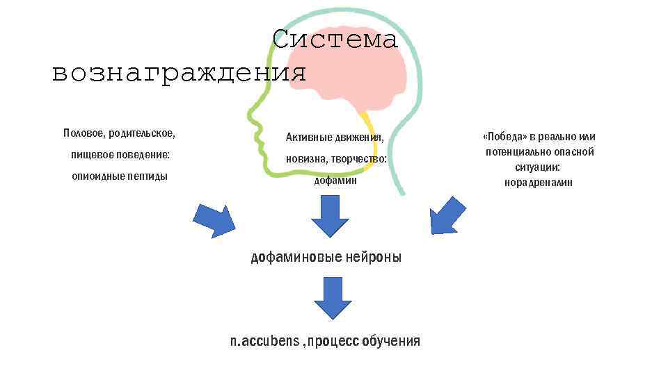 Система вознаграждения Половое, родительское, Активные движения, пищевое поведение: новизна, творчество: опиоидные пептиды дофаминовые нейроны