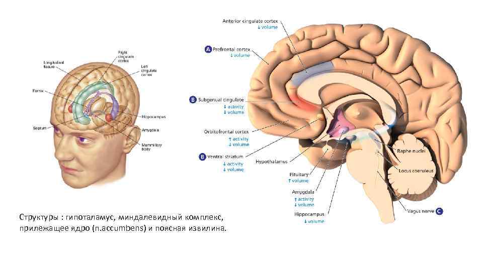 Структуры : гипоталамус, миндалевидный комплекс, прилежащее ядро (п. accumbens) и поясная извилина. 