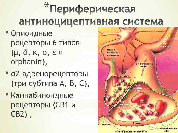 * • Опиоидные рецепторы 6 типов (μ, δ, κ, σ, ε и orphanin), •