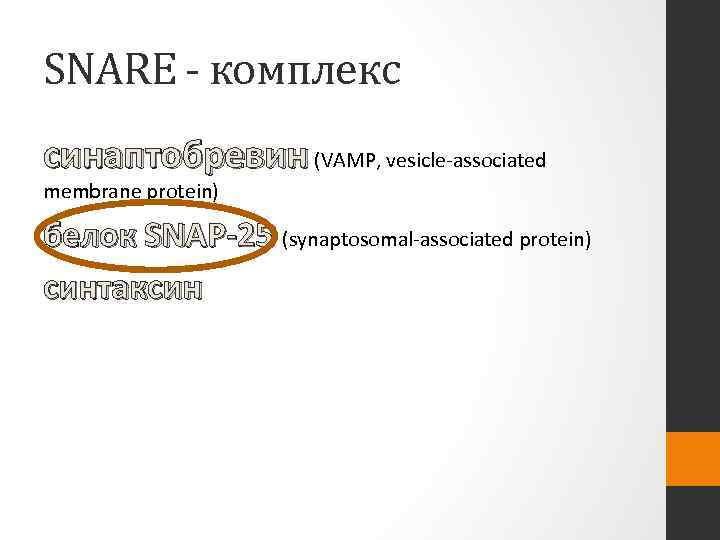SNARE комплекс синаптобревин (VAMP, vesicle-associated membrane protein) белок SNAP-25 (synaptosomal-associated protein) синтаксин 