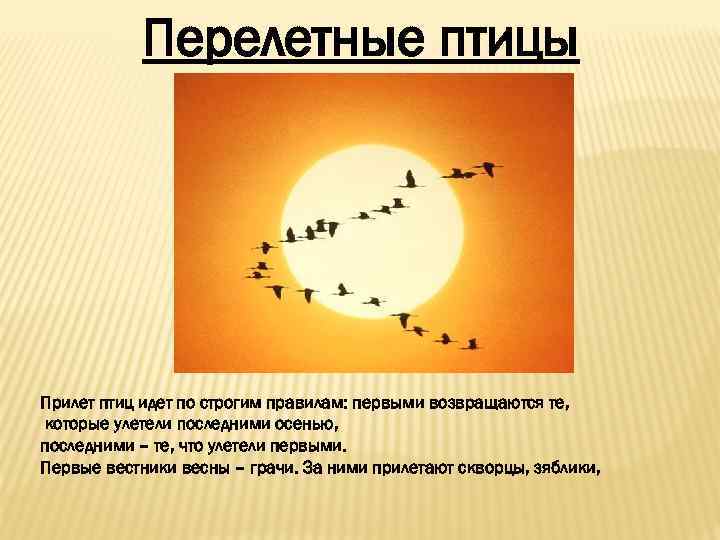 Перелетные птицы Прилет птиц идет по строгим правилам: первыми возвращаются те, которые улетели последними