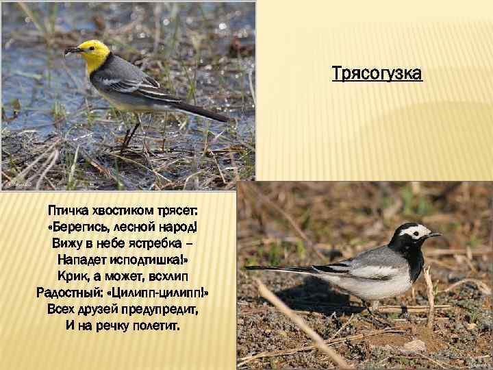 Трясогузка Птичка хвостиком трясет: «Берегись, лесной народ! Вижу в небе ястребка – Нападет исподтишка!»