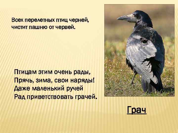 Всех перелетных птиц черней, чистит пашню от червей. Птицам этим очень рады, Прячь, зима,