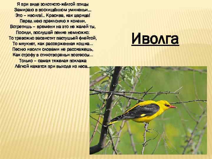 Я при виде золотисто-жёлтой птицы Замираю в восхищённом умиленьи… Это – иволга!. . Красива,