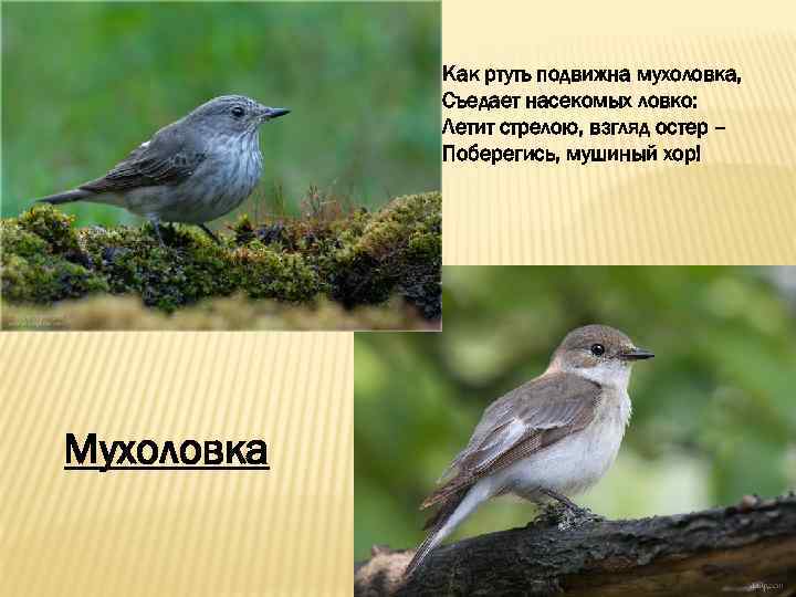 Как ртуть подвижна мухоловка, Съедает насекомых ловко: Летит стрелою, взгляд остер – Поберегись, мушиный