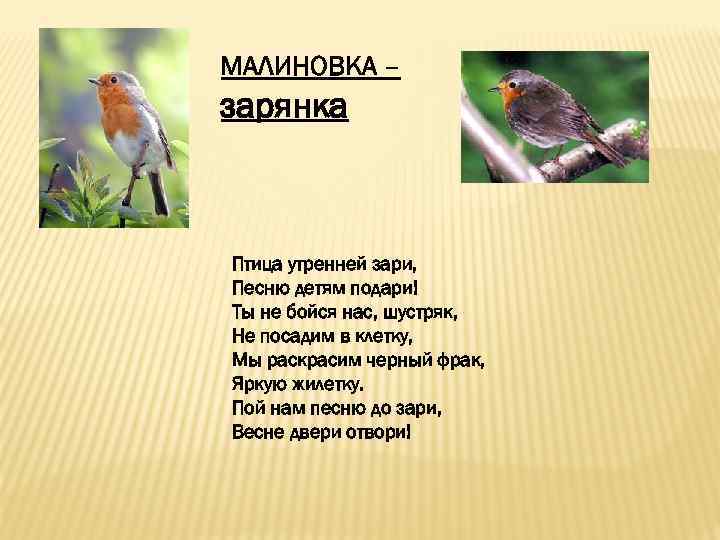 МАЛИНОВКА – зарянка Птица утренней зари, Песню детям подари! Ты не бойся нас, шустряк,