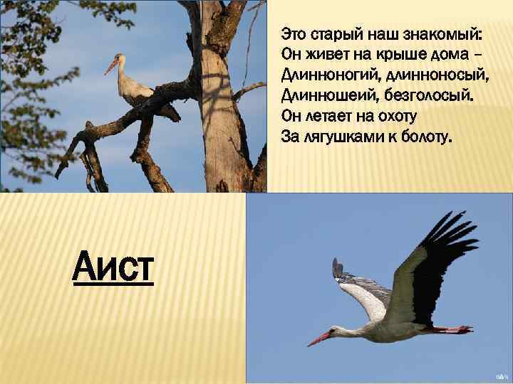 Это старый наш знакомый: Он живет на крыше дома – Длинноногий, длинноносый, Длинношеий, безголосый.