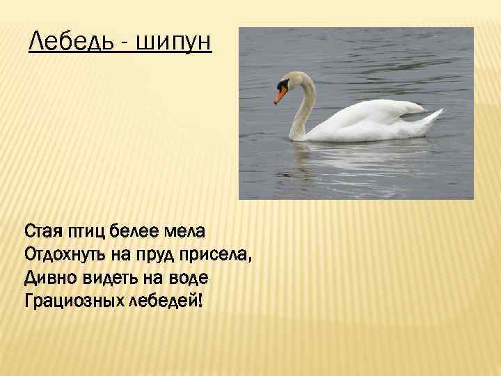 Лебедь - шипун Стая птиц белее мела Отдохнуть на пруд присела, Дивно видеть на