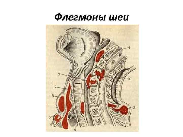 Анатомия шеи человека в картинках с описанием