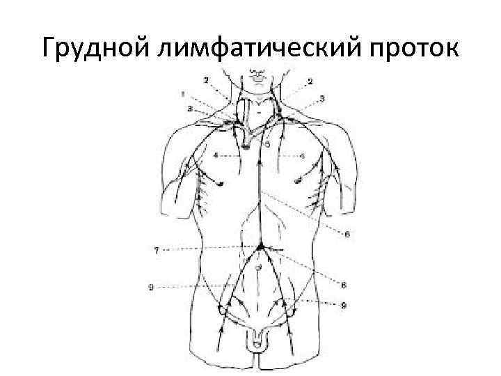 Схема лимфатических протоков