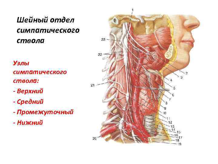 Строение шеи человека фото