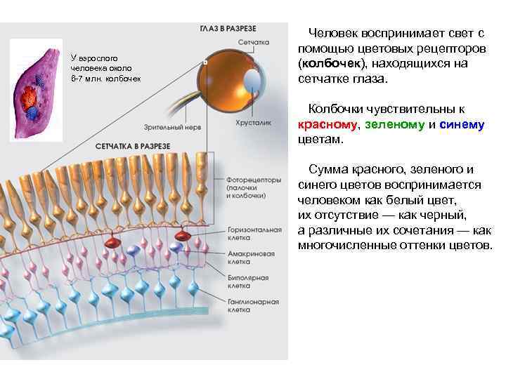 У взрослого человека около 6 -7 млн. колбочек Человек воспринимает свет с помощью цветовых