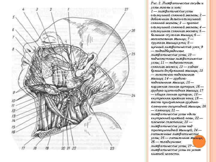 Лимфоузлы во рту схема