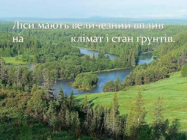 Ліси мають величезний вплив на клімат і стан ґрунтів. 